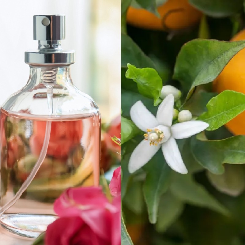 Parfum d'intérieur Oranger en Fleurs